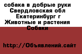 собака в добрые руки - Свердловская обл., Екатеринбург г. Животные и растения » Собаки   